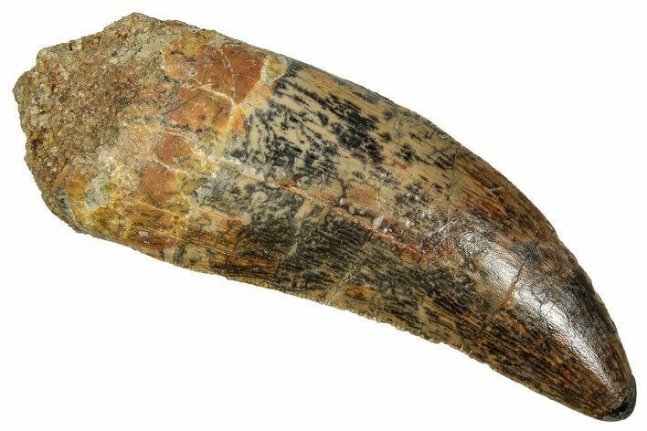 Serrated Carcharodontosaurus Tooth - Real Dinosaur Tooth #341113